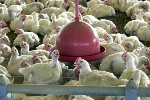 Ceará confirma foco de gripe aviária em Quixeramobim